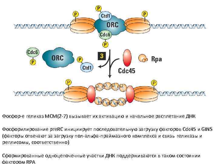 Фосфор-е геликаз MCM(2 -7) вызывает их активацию и начальное расплетание ДНК Фосфорилирование pre. RC