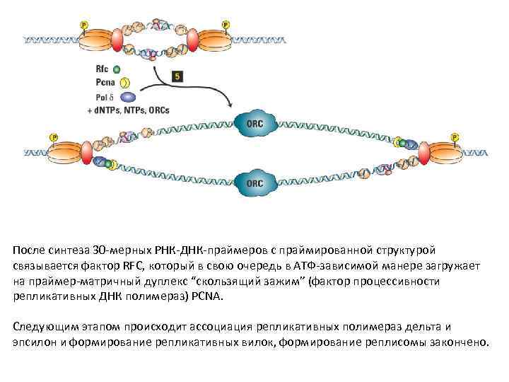 После синтеза 30 -мерных РНК-ДНК-праймеров с праймированной структурой связывается фактор RFC, который в свою