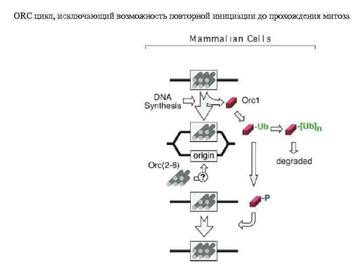 ORC цикл, исключающий возможность повторной инициации до прохождения митоза 