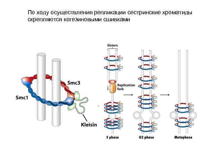 Расхождение сестринских хроматид. Репликация хроматид. Сестринские хроматиды это в биологии. Кросс-сшивки ДНК. Се́стринские хромати́ды.