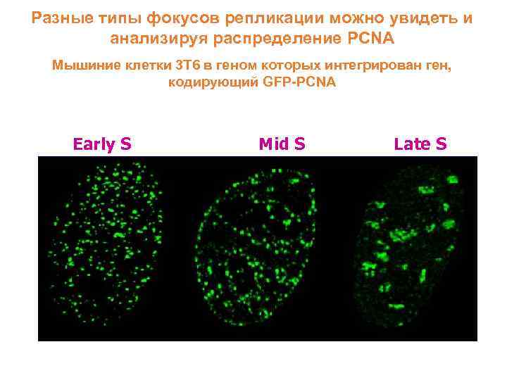 Разные типы фокусов репликации можно увидеть и анализируя распределение PCNA Мышиние клетки 3 Т