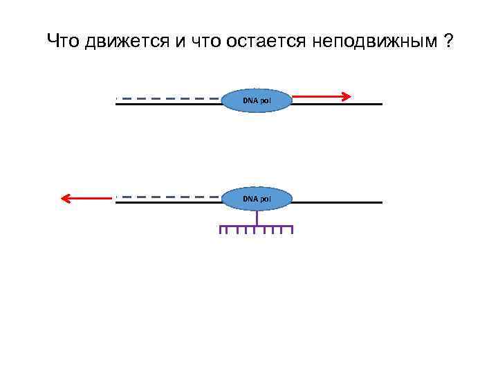 Что движется и что остается неподвижным ? DNA pol 