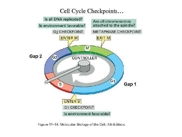 Cell Cycle Checkpoints… Gap 2 Gap 1 