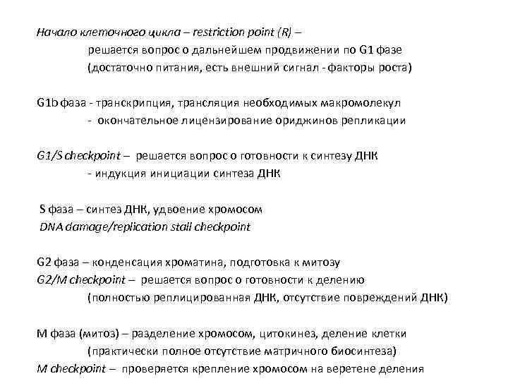 Начало клеточного цикла – restriction point (R) – решается вопрос о дальнейшем продвижении по