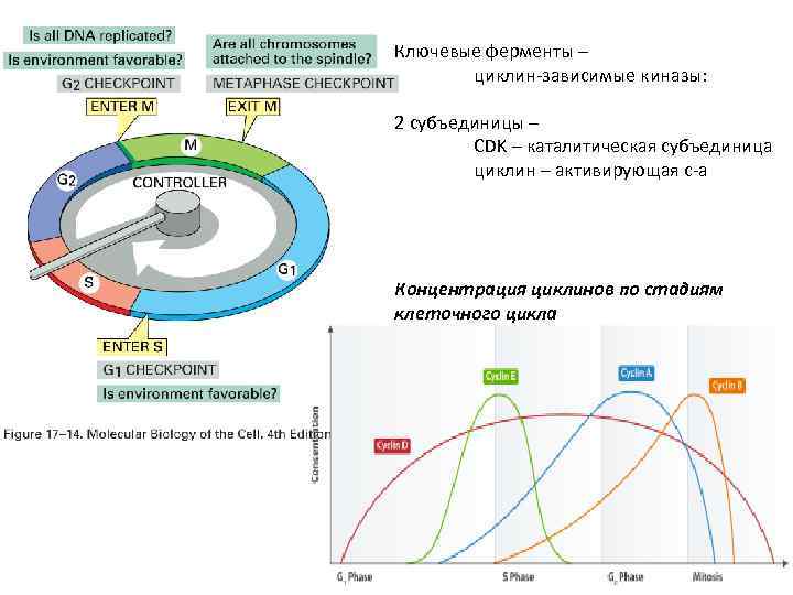 Ключевые ферменты – циклин-зависимые киназы: 2 субъединицы – CDK – каталитическая субъединица циклин –