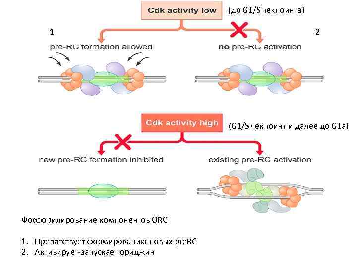 (до G 1/S чекпоинта) 1 2 (G 1/S чекпоинт и далее до G 1