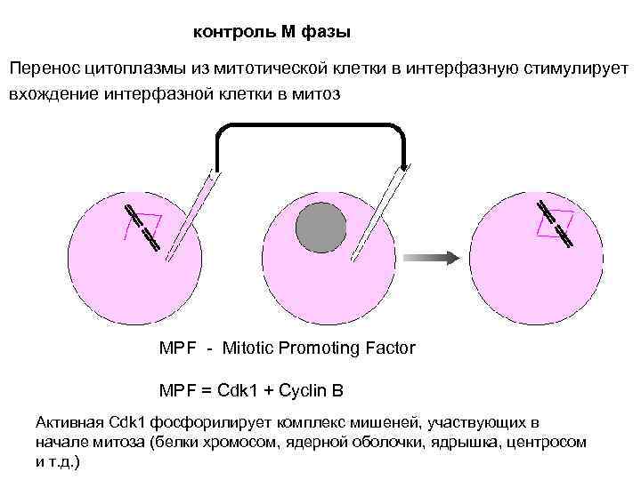 контроль М фазы Перенос цитоплазмы из митотической клетки в интерфазную стимулирует вхождение интерфазной клетки