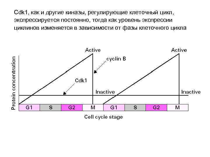 Cdk 1, как и другие киназы, регулирующие клеточный цикл, экспрессируется постоянно, тогда как уровень