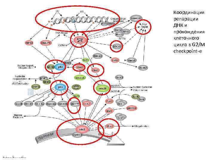 Координация репарации ДНК и прохождения клеточного цикла в G 2/M checkpoint-е 