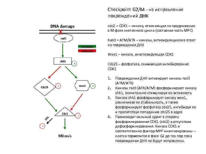 Checkpoint G 2/M - на исправление повреждений ДНК cdc 2 = CDK 1 –