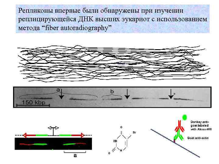 Репликоны впервые были обнаружены при изучении реплицирующейся ДНК высших эукариот с использованием метода “fiber