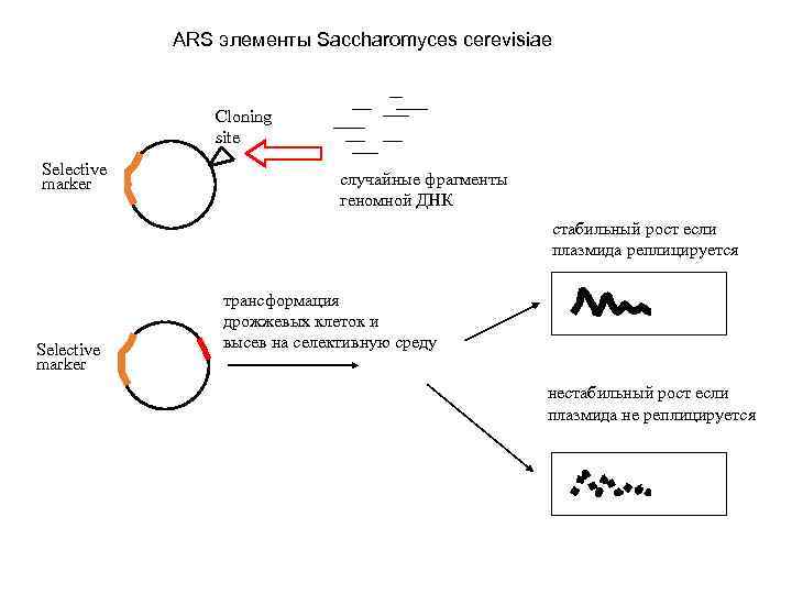 Плазмиды дрожжей. Трансформация дрожжей. Молекулярное клонирование схема. Трансформация плазмидной ДНК. Плазмида дрожжей.
