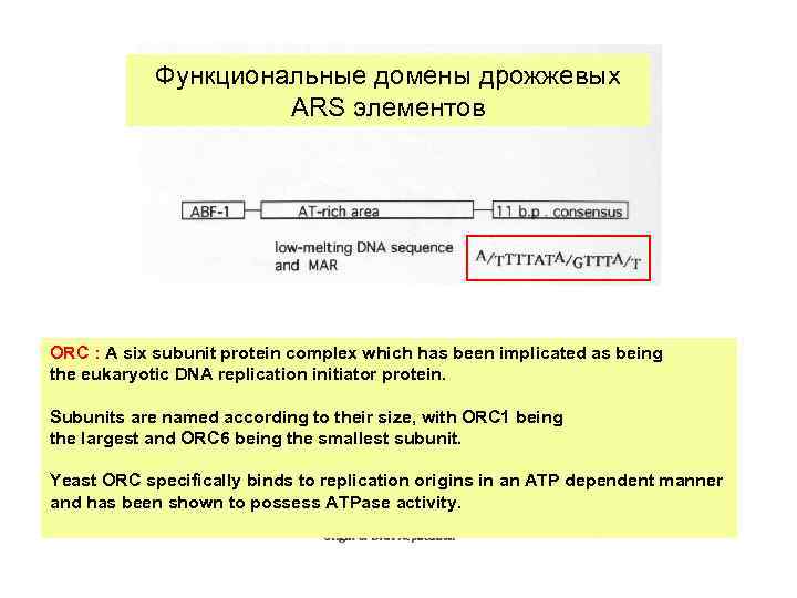 Функциональные домены дрожжевых ARS элементов ORC : A six subunit protein complex which has