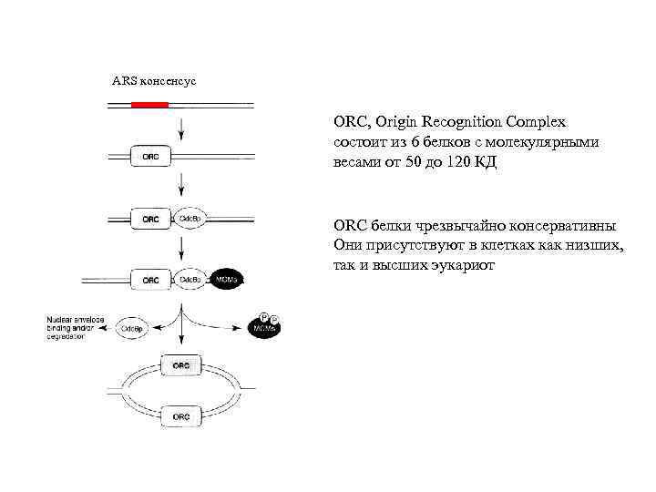 ARS консенсус ORC, Origin Recognition Complex состоит из 6 белков с молекулярными весами от