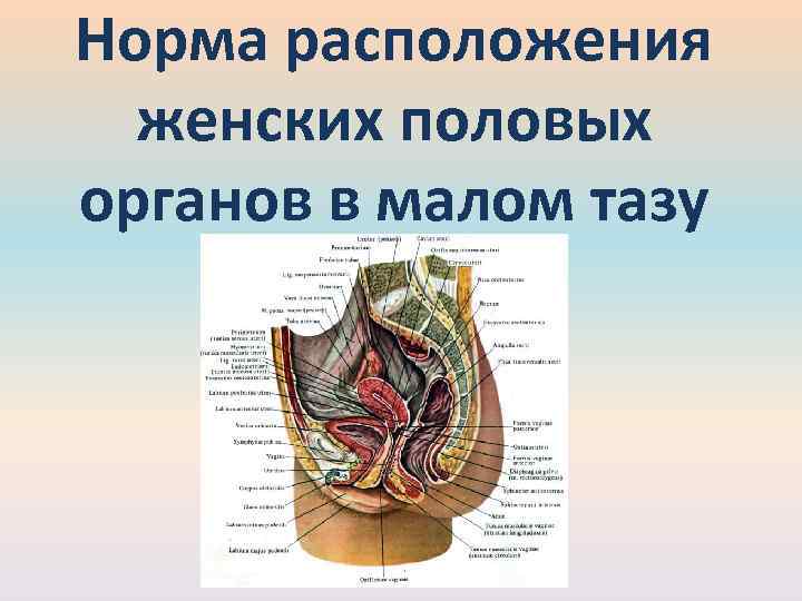 10 женских органов. Строение женских органов малого таза. Схема строения органов малого таза. Анатомия женщины внутренние органы малого таза. Строение малого таза у женщин.