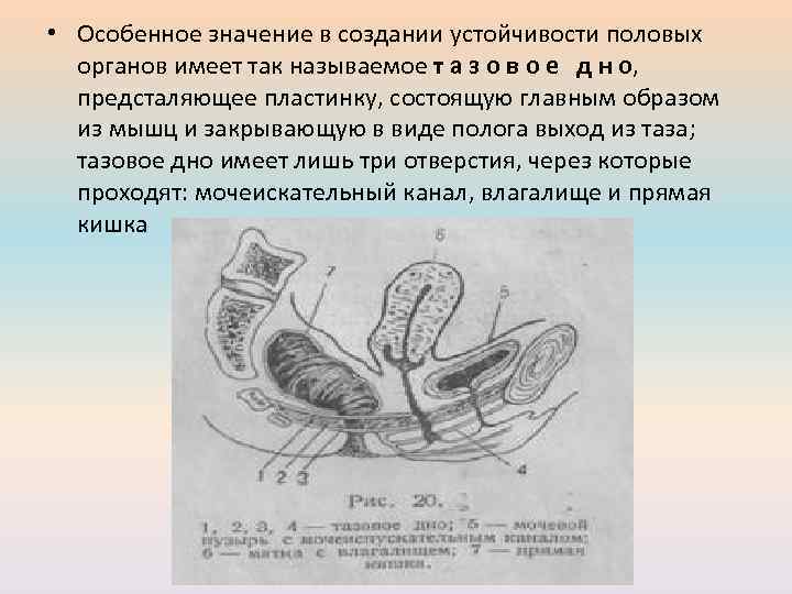  • Особенное значение в создании устойчивости половых органов имеет так называемое т а