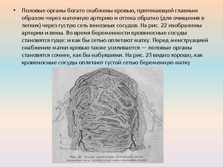  • Половые органы богато снабжены кровью, притекающей главным образом через маточную артерию и