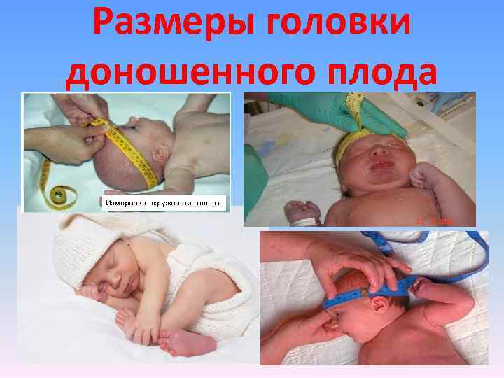Размеры головки доношенного плода 