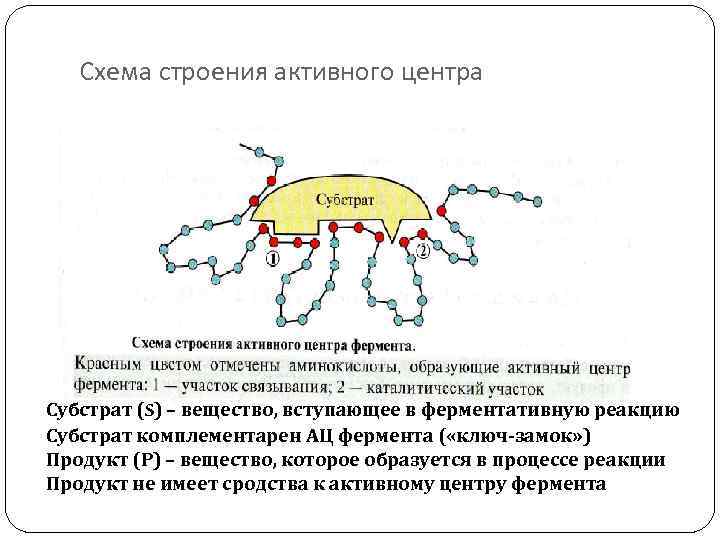 Схема строения активного центра Субстрат (S) – вещество, вступающее в ферментативную реакцию Субстрат комплементарен