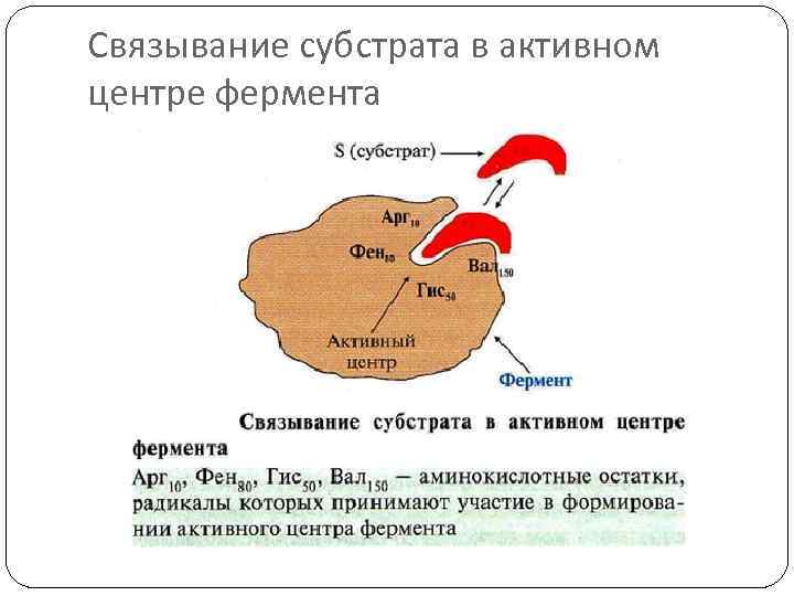 Связывание субстрата в активном центре фермента 