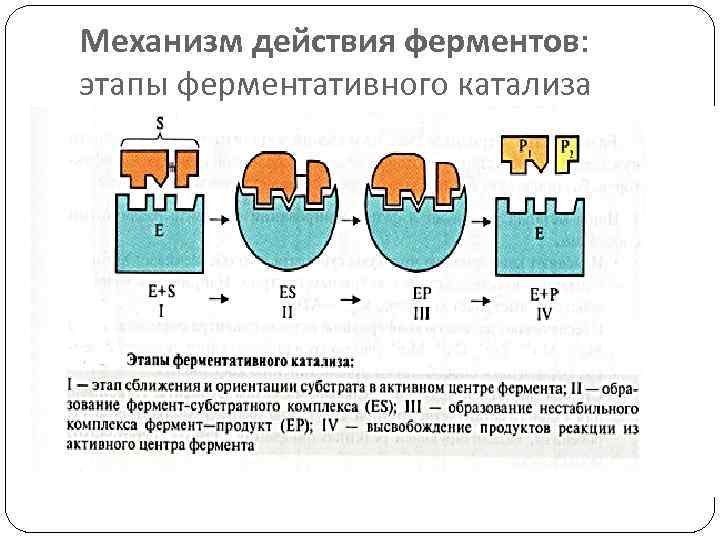 Механизм действия ферментов: этапы ферментативного катализа 