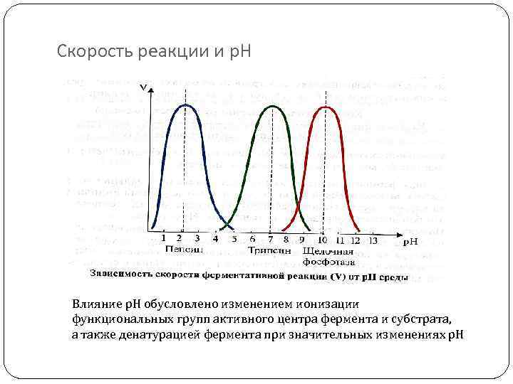 Скорость реакции и р. Н Влияние р. Н обусловлено изменением ионизации функциональных групп активного