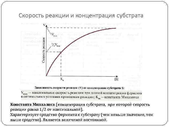 Скорость реакции и концентрация субстрата Константа Михаэлиса (концентрация субстрата, при которой скорость реакции равна