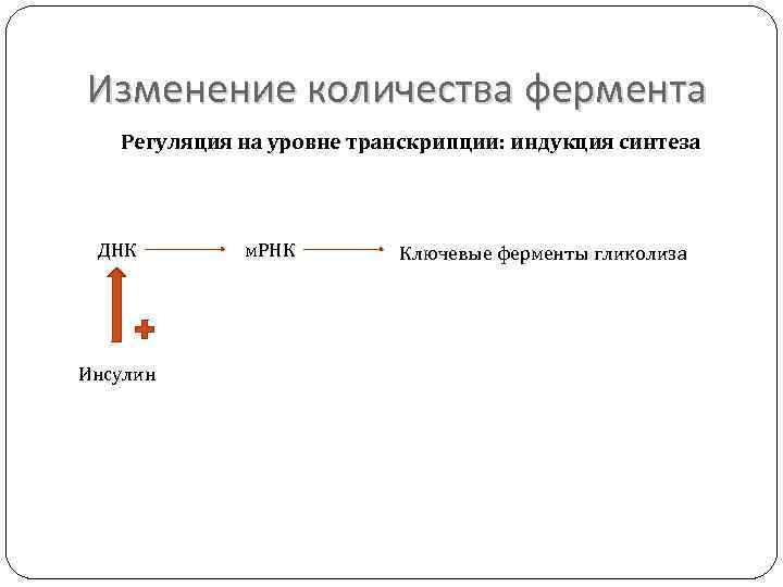 Изменение количества фермента Регуляция на уровне транскрипции: индукция синтеза ДНК Инсулин м. РНК Ключевые