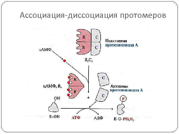 Ассоциация-диссоциация протомеров 