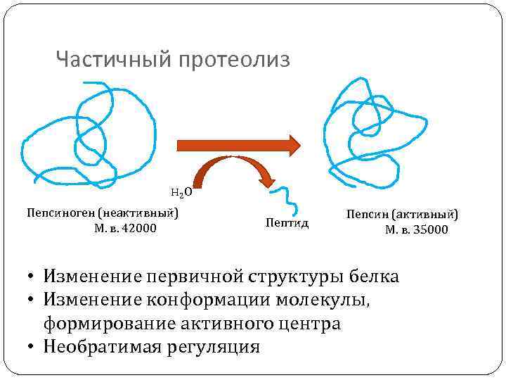 Частичный протеолиз H 2 О Пепсиноген (неактивный) М. в. 42000 Пептид Пепсин (активный) М.