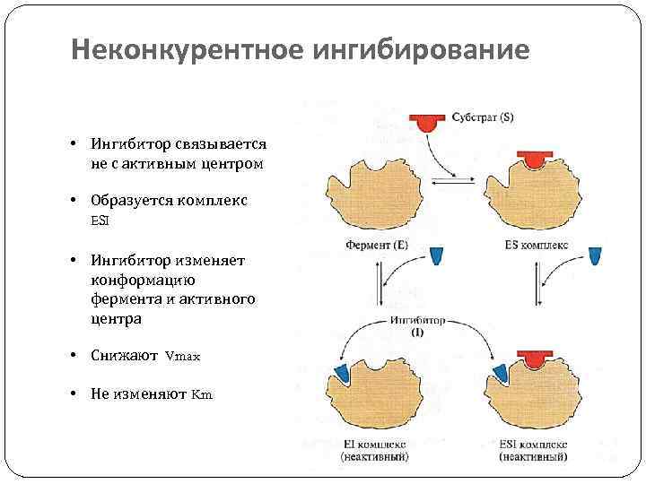 Неконкурентное ингибирование • Ингибитор связывается не с активным центром • Образуется комплекс ESI •