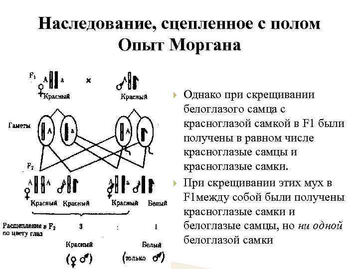 Наследование, сцепленное с полом Опыт Моргана Однако при скрещивании белоглазого самца с красноглазой самкой