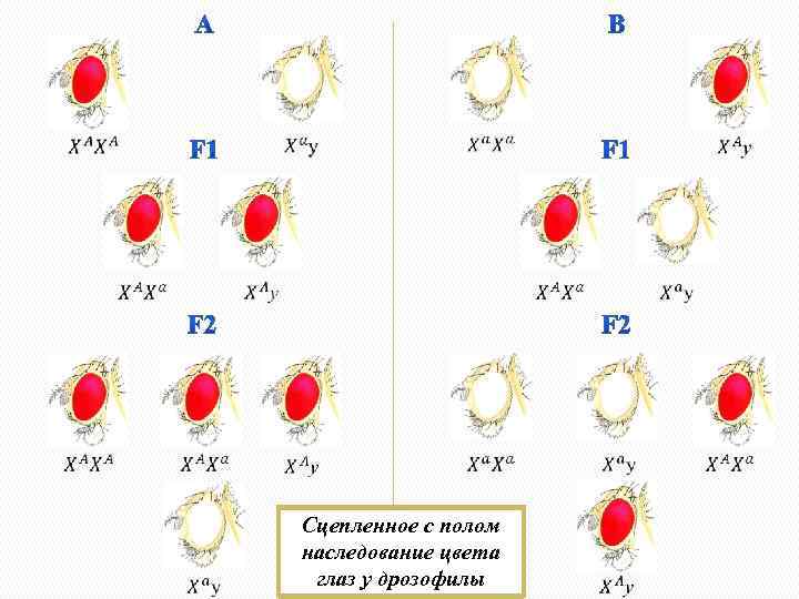 Признаки сцепленные с полом у дрозофилы