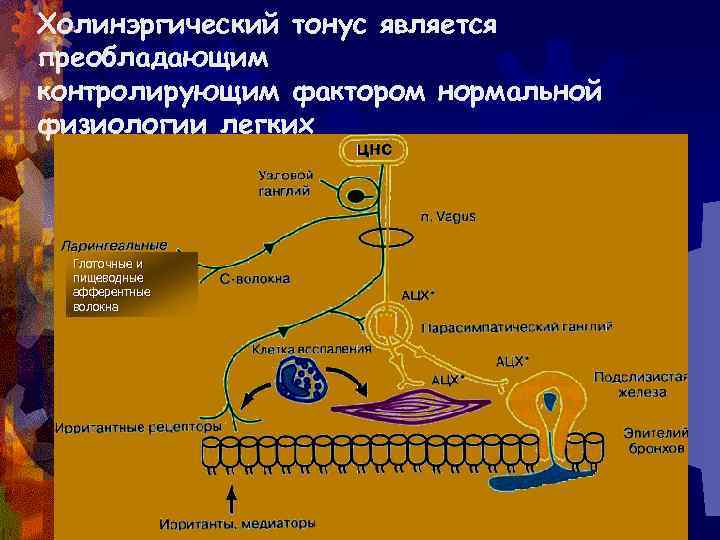 Холинэргический тонус является преобладающим контролирующим фактором нормальной физиологии легких Глоточные и пищеводные афферентные волокна