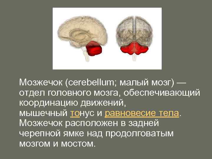 Отдел головного мозга обеспечивающий координацию движений. Мозжечок. Мозжечок головного мозга. Координацию движений обеспечивают отделы мозга. Мозжечок отвечает за координацию движений.