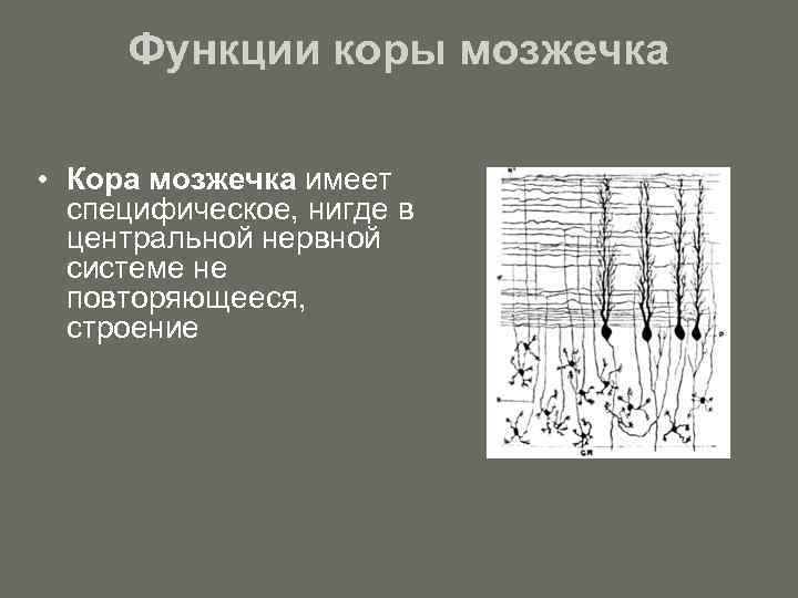 Функции коры мозжечка • Кора мозжечка имеет специфическое, нигде в центральной нервной системе не