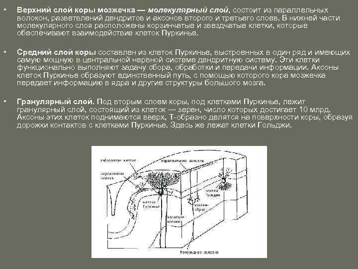  • Верхний слой коры мозжечка — молекулярный слой, состоит из параллельных волокон, разветвлений