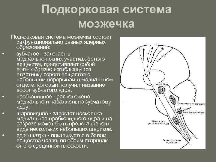 Схема межнейрональных связей в коре мозжечка функциональные взаимосвязи