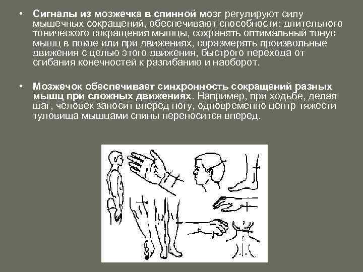  • Сигналы из мозжечка в спинной мозг регулируют силу мышечных сокращений, обеспечивают способности: