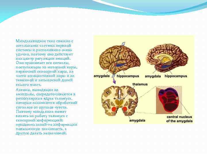 Миндалевидное тело связано с остальными частями нервной системы и расположено очень удачно, поэтому оно