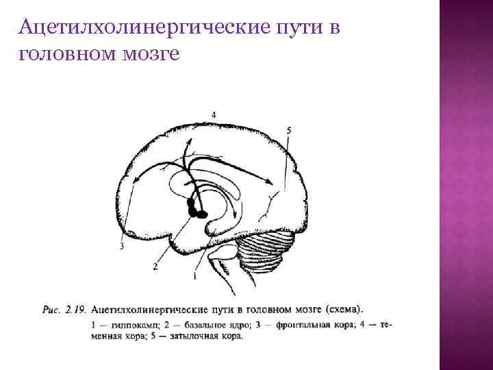 Ацетилхолинергические пути в головном мозге 