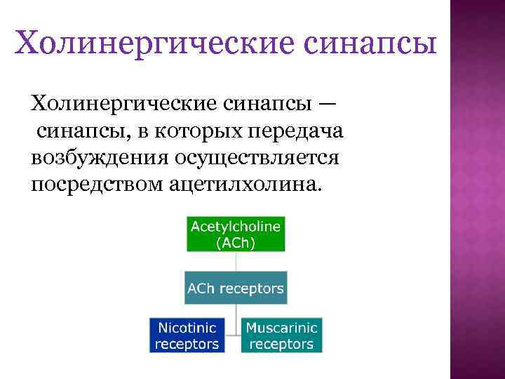 Холинергические синапсы — синапсы, в которых передача возбуждения осуществляется посредством ацетилхолина. 