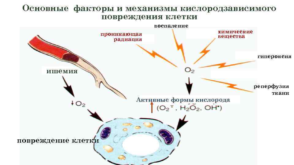 Основные механизмы повреждения клеток схема