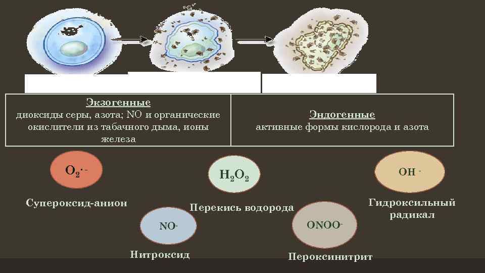 Нормальная клетка Воздействие свободных радикалов Экзогенные диоксиды серы, азота; NO и органические окислители из