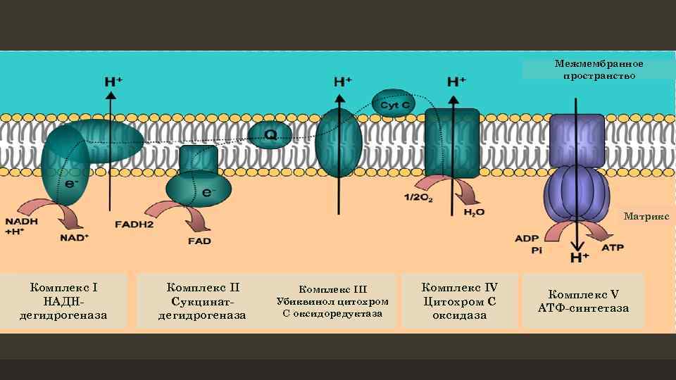 Межмембранное пространство Матрикс Комплекс I НАДНдегидрогеназа Комплекс II Сукцинатдегидрогеназа Комплекс III Убиквинол цитохром С
