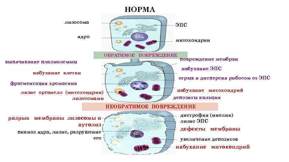 Лизосомы транспорт веществ