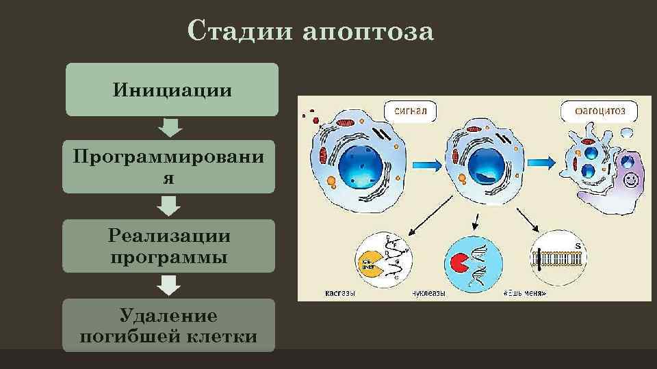 Стадии апоптоза Инициации Программировани я Реализации программы Удаление погибшей клетки 