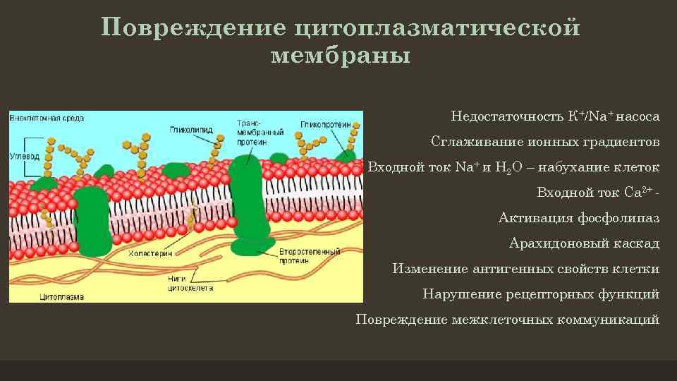 Проницаемость цитоплазматической мембраны