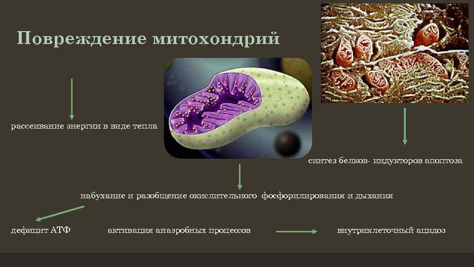 Повреждение митохондрий рассеивание энергии в виде тепла синтез белков- индукторов апоптоза набухание и разобщение