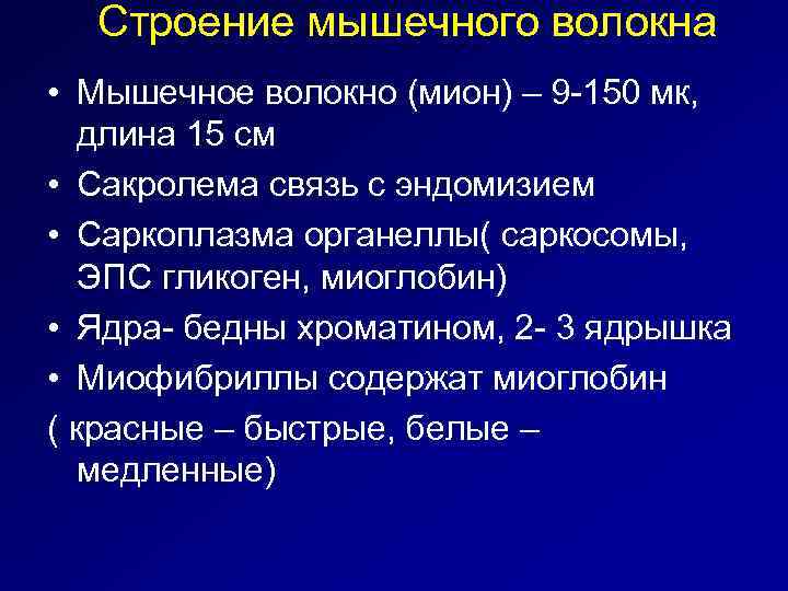 Строение мышечного волокна • Мышечное волокно (мион) – 9 -150 мк, длина 15 см